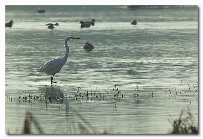 Airone bianco maggiore - Casmerodius albus